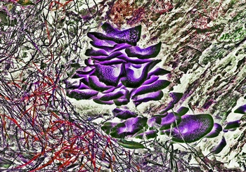 N 097C